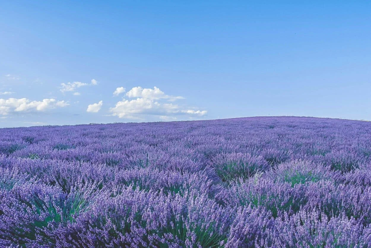 Elope in Provence, France